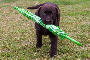 stewardship-dog umbrella